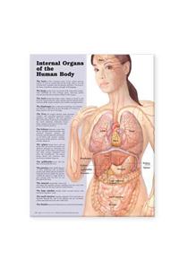 Internal Organs of the Human Body Anatomical Chart