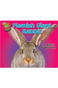 Flemish Giant Rabbit
