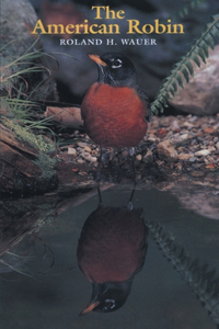 American Robin