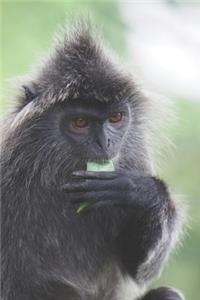 Affe