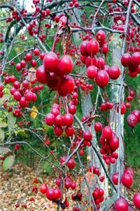 2020 Daily Planner Fall Tree Red Berries 388 Pages