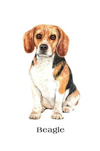 Beagle