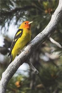 Western Tanager Piranga Ludoviciana Perched Journal