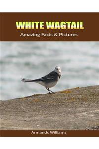 White Wagtail: Amazing Facts & Pictures