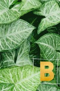 B