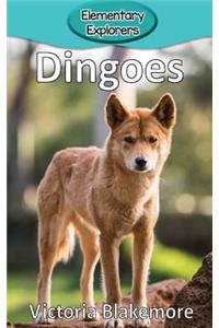 Dingoes