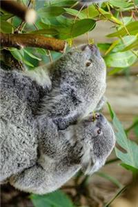 Baby Koala Piggybacking on Mom Journal