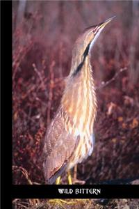 wild bittern
