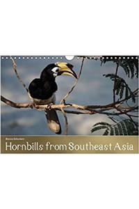 Hornbills from Southeastern Asia 2018