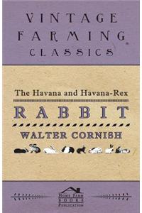 The Havana and Havana-Rex Rabbit