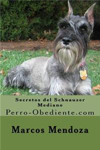 Secretos del Schnauzer Mediano