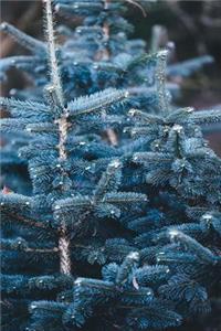 Colorado Blue Spruce Trees Journal