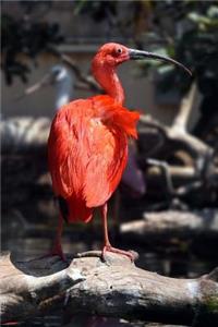 Lovely Ibis Bird Journal