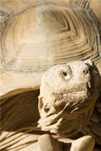 African Spurred Tortoise Journal