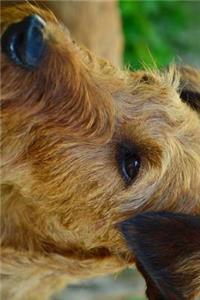 Irish Terrier Profile Journal