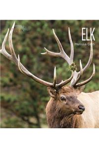 Elk