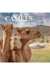 Camels Calendar 2020