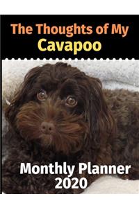 The Thoughts of My Cavapoo