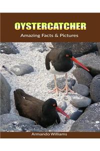 Oystercatcher: Amazing Facts & Pictures