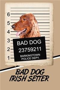 Bad Dog Irish Setter