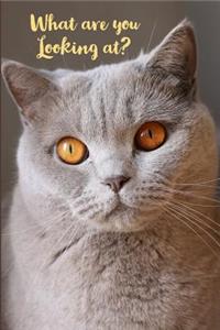 Sassy Animal Journal