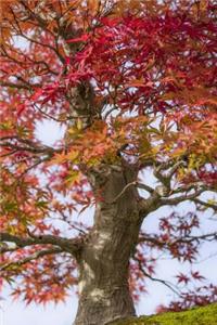 Japanese Maple Tree Changing Colors Journal