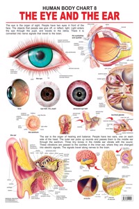 The Eye & The Ear