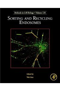 Sorting and Recycling Endosomes