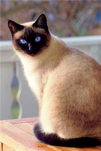 Seal Point Siamese Cat Journal