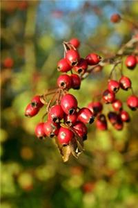 Red Hawthorn Berries Journal