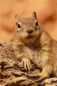 A Golden Mantled Ground Squirrel Wildlife Animal Journal