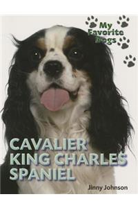 Cavalier King Charles Spaniel