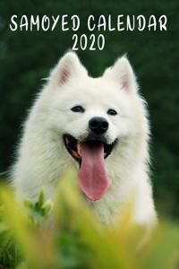 Samoyed Calendar 2020