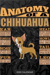 Anatomy Of A Chihuahua