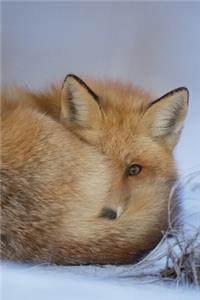 Red Fox in Winter Journal