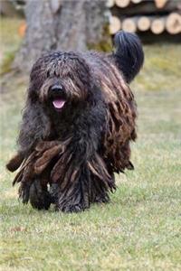 Bergamasco Shepherd Running Journal