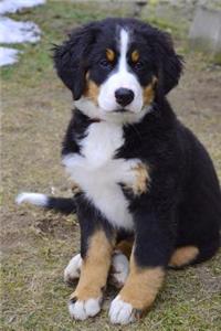 Bernese Mountain Dog Puppy Sitting on a Path Journal