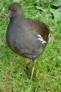 Common Moorhen (Galinula Chloropus) Bird Journal