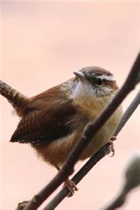 House Wren (Troglodytes Aedon) Bird Journal