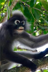 Langur Monkey in a Tree Journal