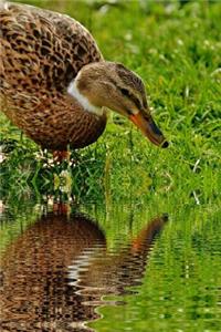 Duck and its Reflection in a Pond Journal