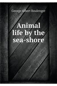 Animal life by the sea-shore