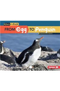 From Egg to Penguin