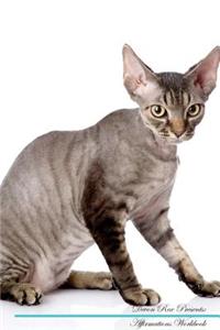 Devon Rex Affirmations Workbook Devon Rex Presents