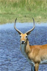 Puku Antelope Journal