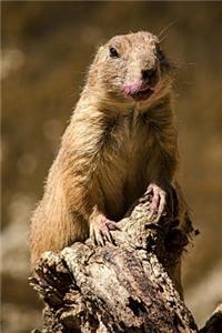 Prairie Dog Journal