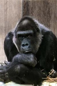 Silverback Gorilla Portrait Journal