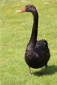 Black Swan Walking in the Grass Bird Journal