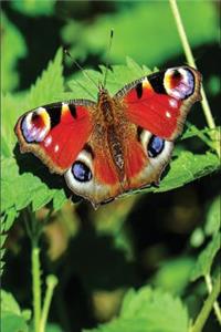 Peacock Butterfly Journal