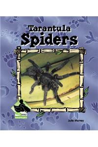 Tarantula Spiders